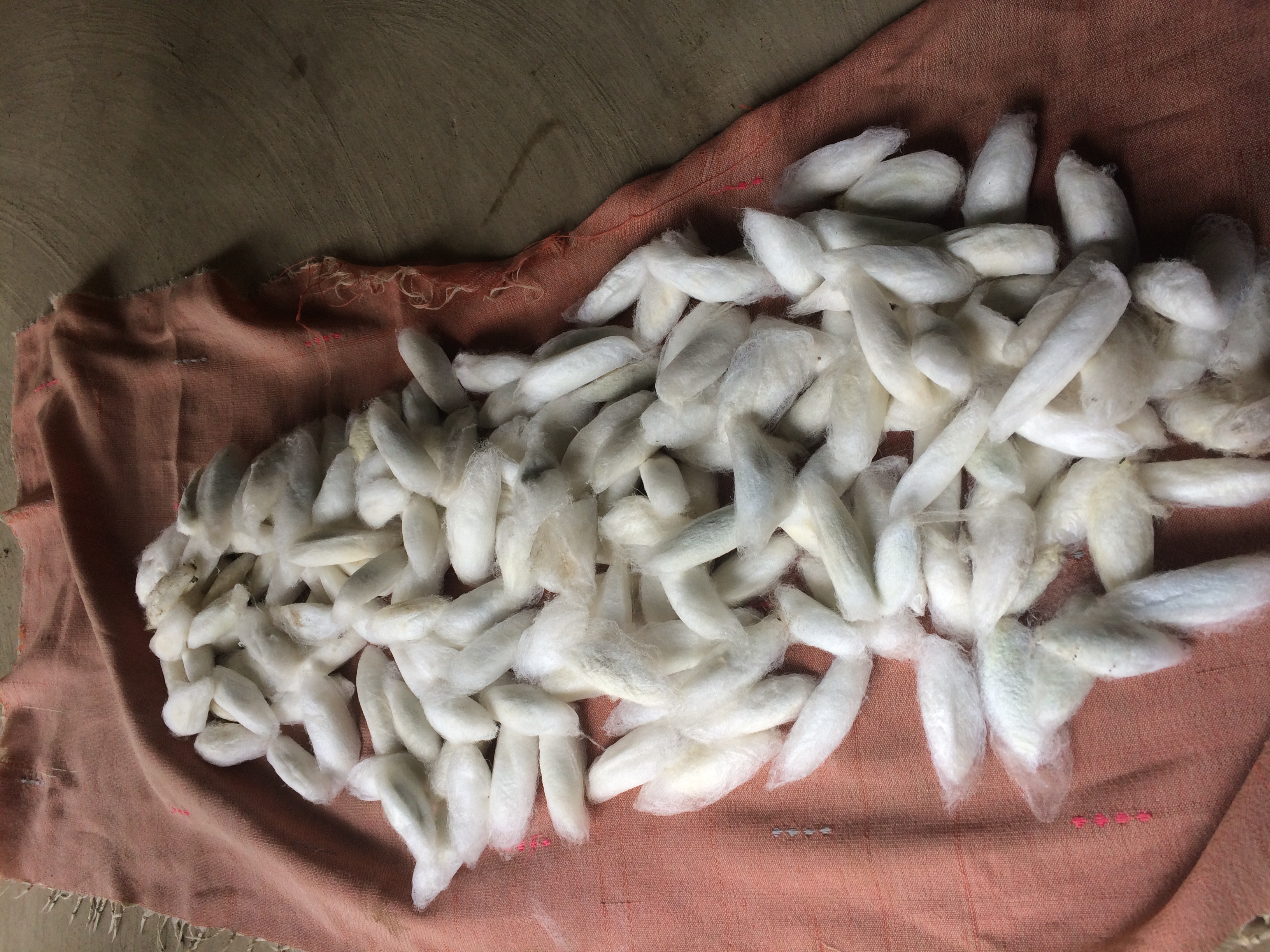 Assam Eri Silk
