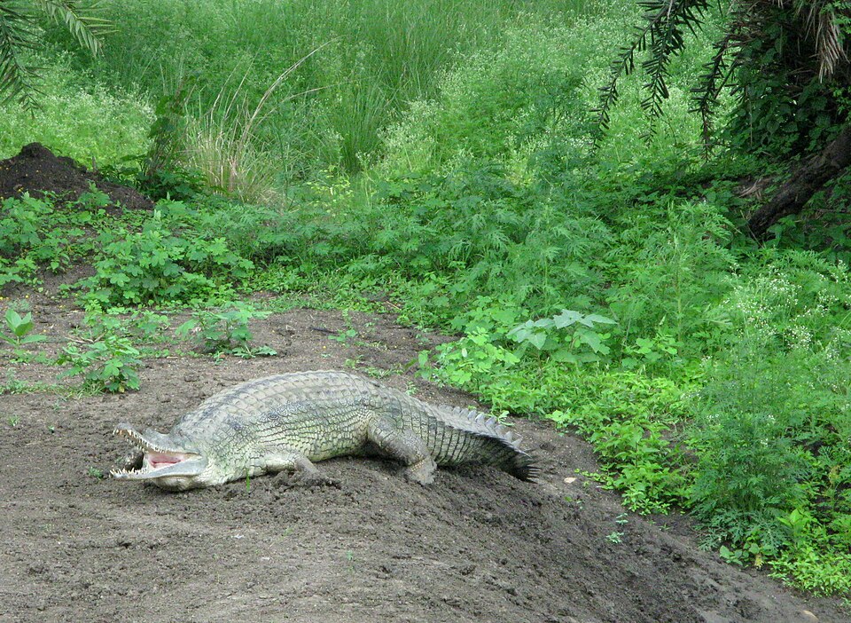 Van Vihar National Park